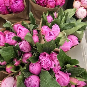 Пион Александр Флеминг оптом (1 штука)