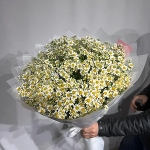 Таранцетум - полевая ромашка 71 штука