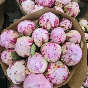 Пион Сара Бернар оптом (1 штука)