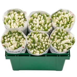 Тюльпан Белый Антарктика А1 оптом (1 штука)