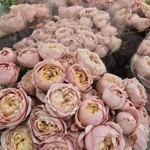 Роза кустовая пионовидная 40-90см