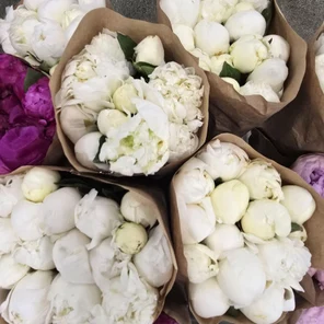 Пион Дюшес де Немур оптом (1 штука)