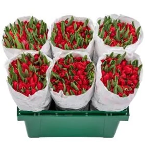 Тюльпан Красный А1 оптом (1 штука)