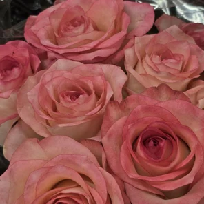 Роза одноголовая в ассортименте 40-90см