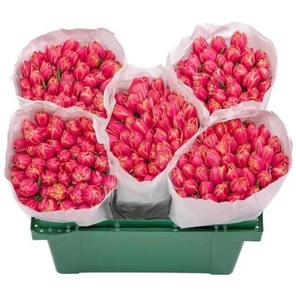 Тюльпан Розовый Пионовидный Колумбус А1 оптом (1 штука)