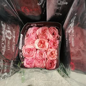 Роза Эквадор пионовидная