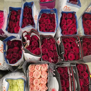 Роза Эквадор 1шт