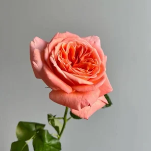 Роза одноголовая пионовидная 40-90см