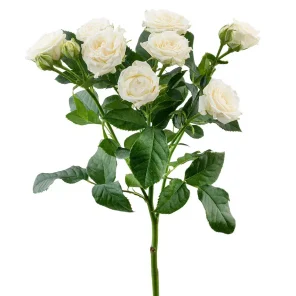 Роза кустовая 40-90см